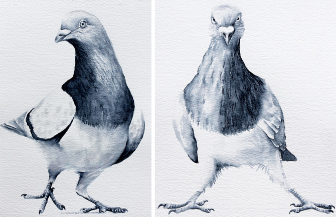 essay on pigeon essay on pigeon